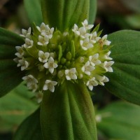 Mitracarpus hirtus (L.) DC.